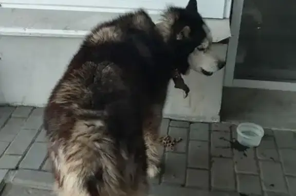 Найдена собака, Тверь, фото: Найдена собака, Оснабрюкская улица, 39, Тверь - возможно порода хаски