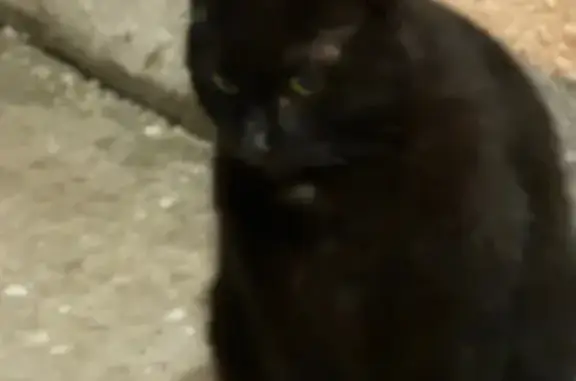 Найдена кошка, Москва, фото: Найдена кошка, улица Яблочкова, 49, Москва - черная с белым пятнышком