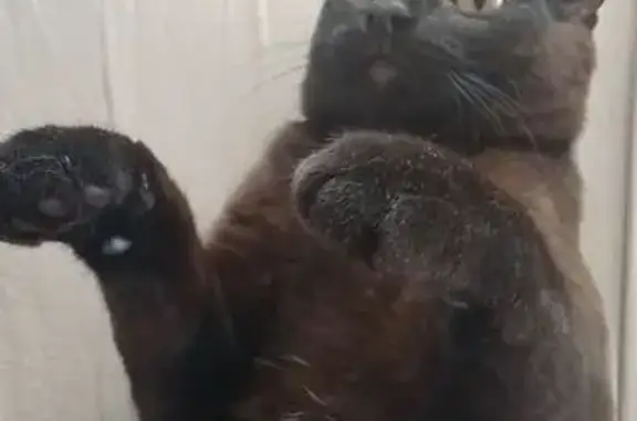 Пропал кот, улица Островского, 21/1, Сургут - коричневый мраморный окрас - photo