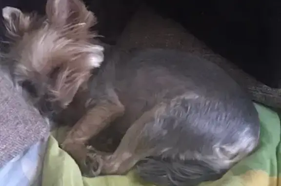 Пропал собака, улица Красный Октябрь, 105, Воронеж - окрас сталь, не кастрирован - photo