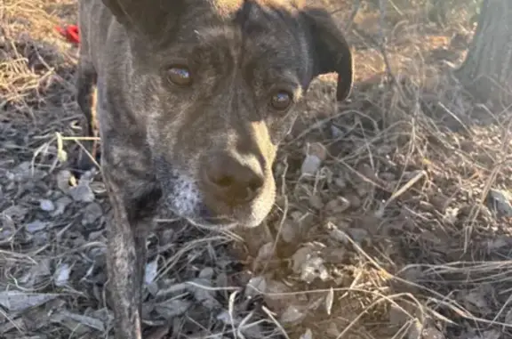 Найдена собака, Вахонино, фото: Найден собака, Вахонино, Тверская область - тигровый окрас, истощен