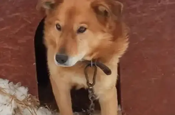 Пропал собака, мужской, улица Ярославского, 12, городской округ Ижевск - темно-рыжего цвета - photo