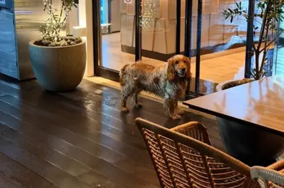 Найдена собака, Сириус, фото: Найдена собака, Олимпийский проспект, городской округ Сириус, коричневый окрас