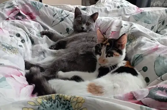 Пропала кошка, Спартаковская улица, 43, Ярославль - белая трёхшерстная - photo