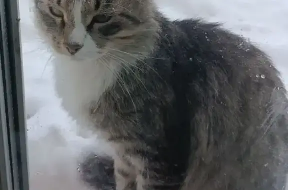 Пропала кошка, улица Ярославского, 9, городской округ Ижевск - photo