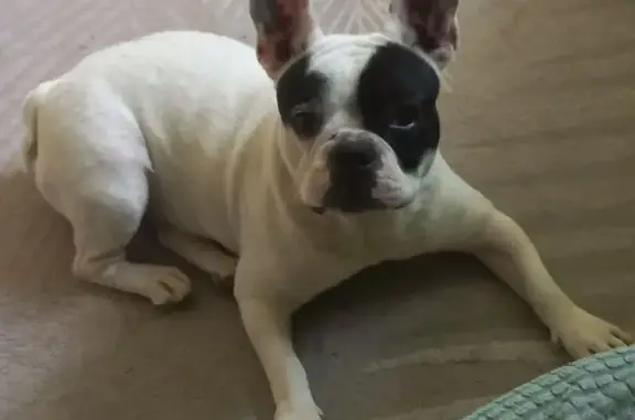 Собаки потеряшки, Кореновск, фото: Потеряшка собака, улица Павлова, 1, Кореновск - белая с черными пятнами