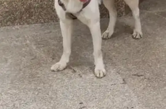 Найдена собака, проспект Добролюбова, 20 к6, Санкт-Петербург — розовая шлейка - photo