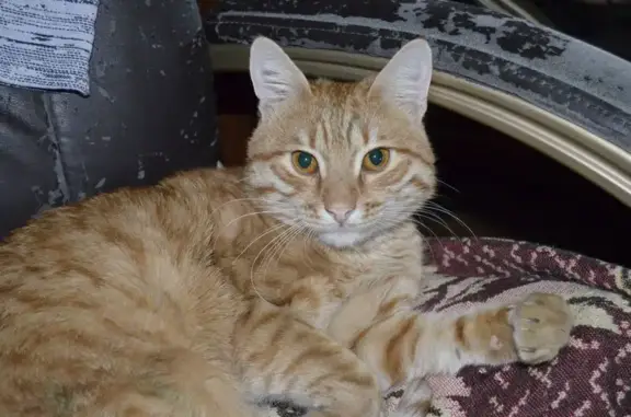 Пропала кошка, улица Терешковой, 2, Камышин - светло рыжий, левое ухо порвано - photo