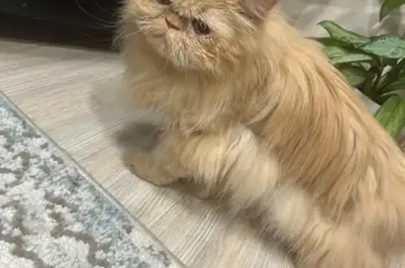 Найдена кошка, Владимир, фото: Найдена кошка, женская, улица Комиссарова, 7, Владимир - персидская, очень запугана