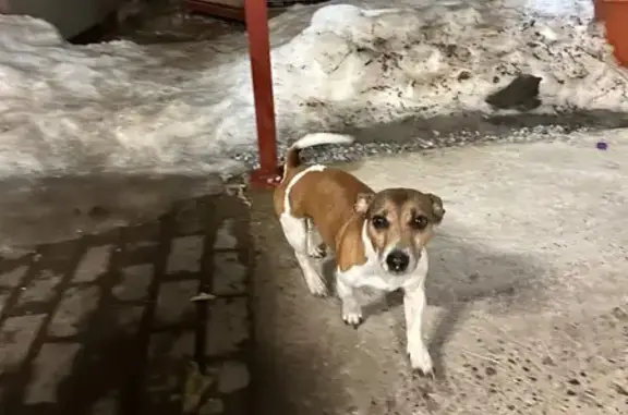 Найдена собака, Хохряки, фото: Найден собака, Красная улица, Хохряки - пёс породы Джек-рассел-терьер