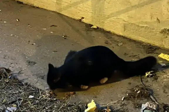 Найдена кошка, Москва, фото: Найдена кошка, Ельнинская улица, Москва - черный окрас, белые лапки