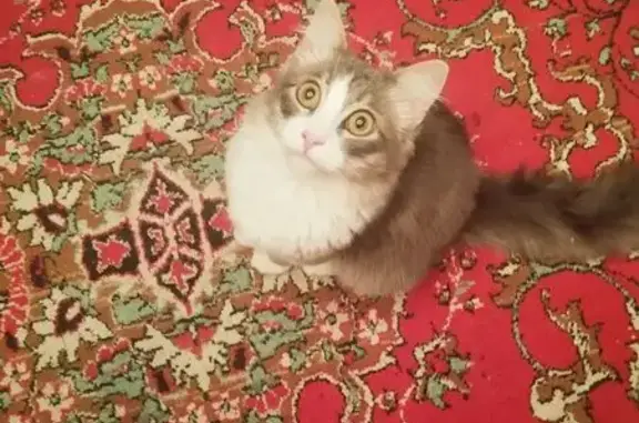 Пропал кот, Донской - серый с белым окрасом - photo