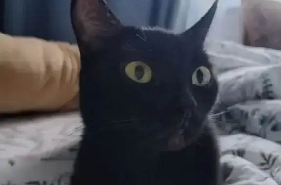 Пропала кошка, Тропа здоровья, 1/1, Десногорск - чёрный окрас, очень пугливая - photo