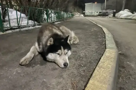 Найдена собака, Тула, фото: Найден собака хаски, Майская улица, 3, Тула - апатичный и грязный