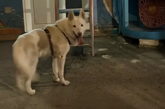 Найденные животные Санкт-Петербург, фото: Найден собака, улица Ленина, 19, Санкт-Петербург - белого цвета с разноцветной шлейкой