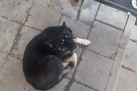 Найдена собака, Казань, фото: Найден собака, Казань, Татарстан - видно, что домашняя