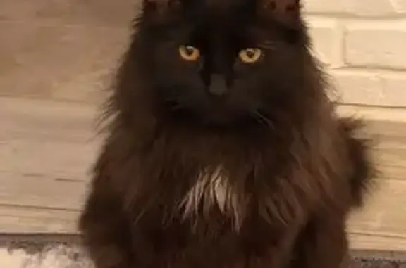 Кошки потеряшки, Санкт-Петербург, фото: Потеряшка кот, улица Уточкина, Санкт-Петербург - черный с белыми пятнами