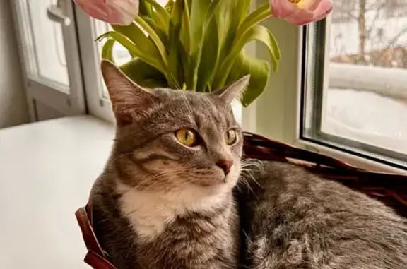 Пропала кошка, Цеховая улица, 4, Киров - photo