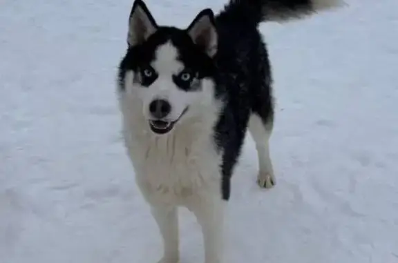 Пропала собака, улица Ткачей, Санкт-Петербург - photo