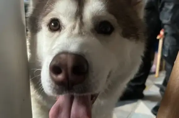 Собаки потеряшки, Химки, фото: Потеряшка собака, рогачевское шоссе свх Останкино, Химки - красный маламут в ошейнике