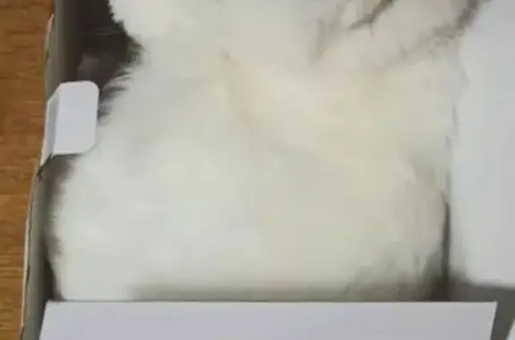 Пропал кот, Ягодная улица, 1Б, Дубовое - разноглазый, белый - photo