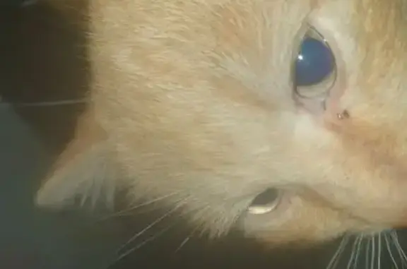 Пропал кот, Нефтяной проезд, 20, Абакан - рыжий, любит мять когти - photo