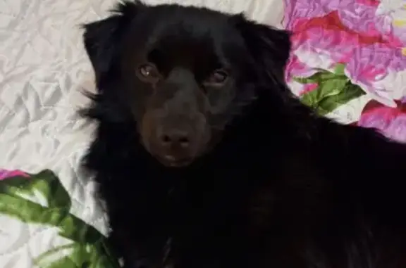 Найдена собака, Архипо-Осиповка, фото: Найден собака, Славянский переулок, 5, Архипо-Осиповка - черная с белым пятном