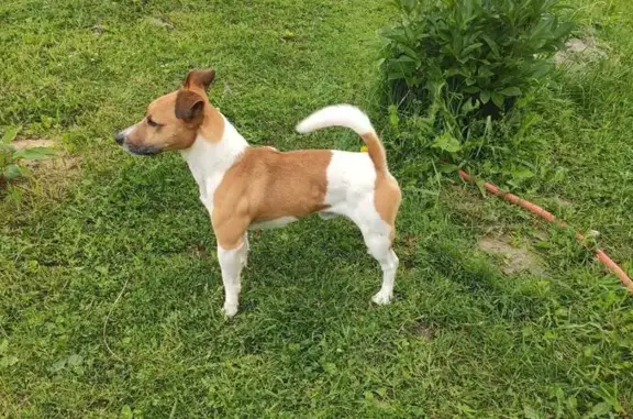 Пропала собака, Октябрьская улица, 19/А, Свердловский - photo