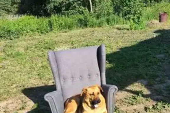 Пропала собака, Хотьково, Московская область - рыжая стерилизованная, чёрный ошейник - photo