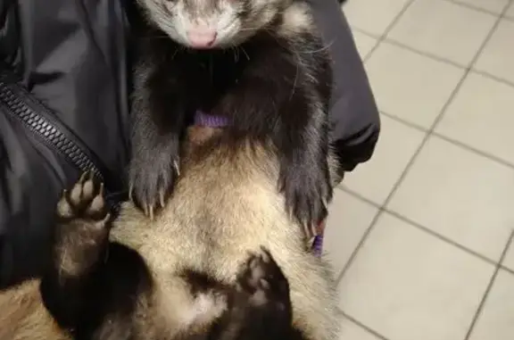 Потерянные животные Санкт-Петербург, фото: Пропал хорек мужской, проспект Маршала Блюхера, 50, Санкт-Петербург - крупный серо-коричневый