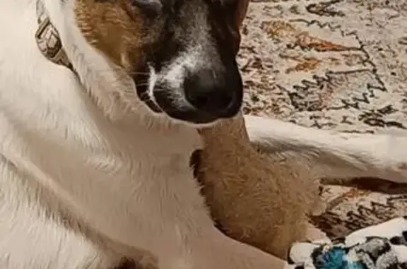 Пропала собака, 2-й Лучевой просек, Москва - пугливая, с тремя пятнышками - photo