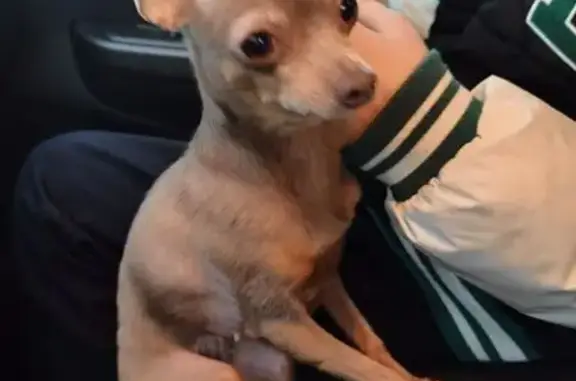 Найдена собака, Коломна, фото: Найдена собака, Коломна, Московская область - чихуахуа женского пола