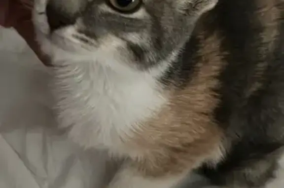 Пропала кошка, улица Дмитрия Рябинкина, 9к1, Троицк - трехцветная, черепаший окрас - photo