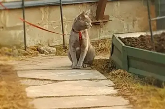Пропала кошка, улица Сухарева, Долгое Лёдово - русская голубая с белыми отметинами - photo