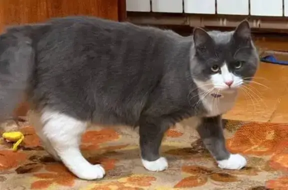 Объявления о пропавших и найденных животных, Мариинско-Посадский муниципальный округ, фото: Пропал кот, улица Мира, Конар, Мариинско-Посадский муниципальный округ - серо-белый пушистый