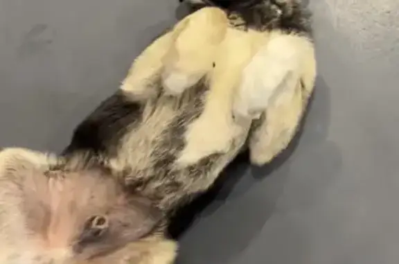 Пропал собака, Сургутское шоссе, Когалым - большой грозный пес - photo