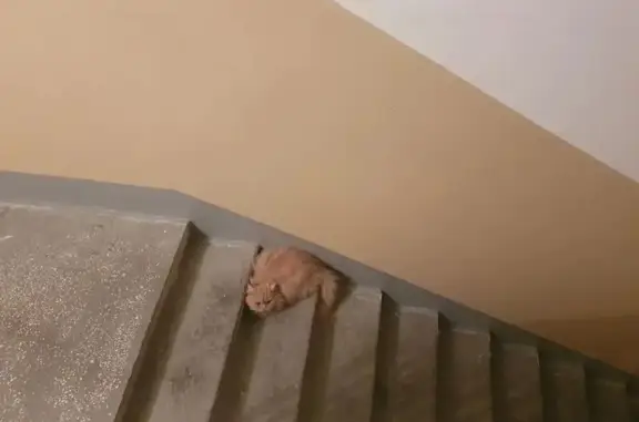 Найденные животные Екатеринбург, фото: Найдена кошка, Родонитовая улица, 1, Екатеринбург - рыжий перс