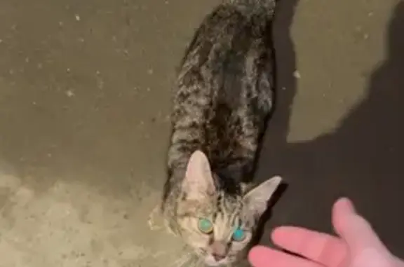 Найдена кошка, Вологда, фото: Найдена кошка, Фрязиновская улица, Вологда - очень ласковая девочка