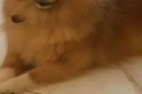 Пропала собака, улица Бориса Житкова, 10, Тюмень - один глаз голубой, другой карий - photo