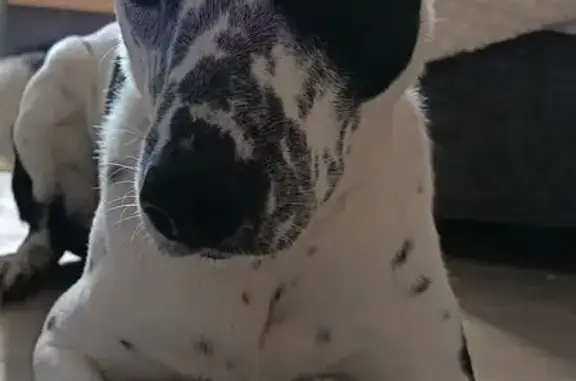 Найдена собака, Томск, фото: Найдена собака, Сибирская улица, 31, Томск - пятнышко в виде сердечка