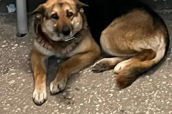 Найден собака, улица Айдарова, Казань - у обоих собак на шее ошейники - photo