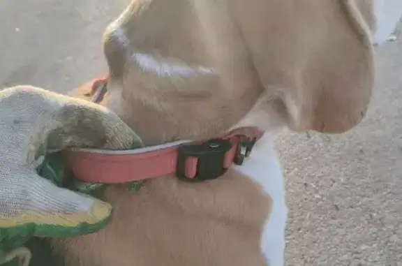 Найдена собака, Казань, фото: Найден собака, улица Белинского, 18, Казань - красный ошейник