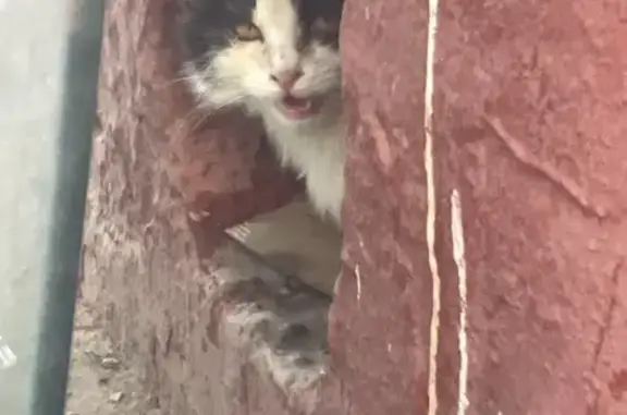 Найдена кошка, Москва, фото: Найдена кошка, Отрадный проезд, Москва - черно-белая, прячется в подвале