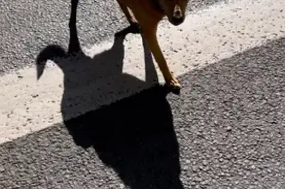 Найдена собака, Москва, фото: Найдена собака, Краснопрудная улица, 11, Москва - рыжая с ошейником