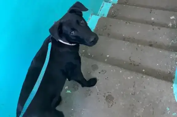 Найдена собака, Ульяновск, фото: Найден собака, улица Рябикова, 70, Ульяновск - возраст примерно 5-6 месяцев