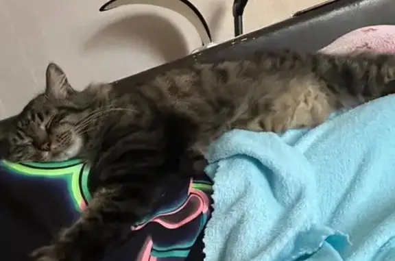 Пропал кот, проспект Карла Маркса, 66, Ставрополь - выпрыгнул с окна - photo