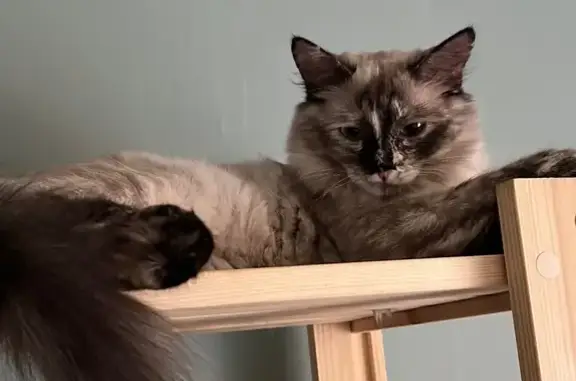 Пропала кошка, к1512, Зеленоград - светло голубые глаза, пепельно серый окрас - photo