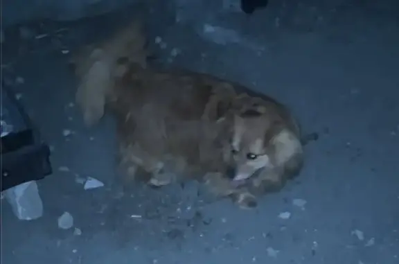 Найдена собака, Ростов-на-Дону, фото: Найдена собака, Верхний Железнодорожный проезд, 31, Ростов-на-Дону - очень добрый пес