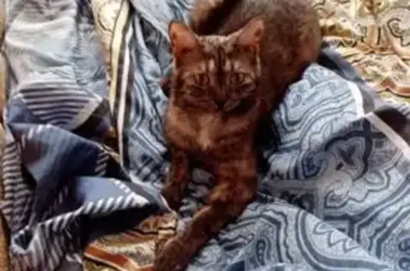 Пропала кошка, Черемшанская улица, 120, Димитровград - худенькая и боится в руки идти - photo