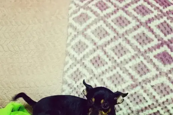 Собаки потеряшки, Южно-Сахалинск, фото: Потеряшка собака, Морская улица, 24, Южно-Сахалинск - миниторьтерьер